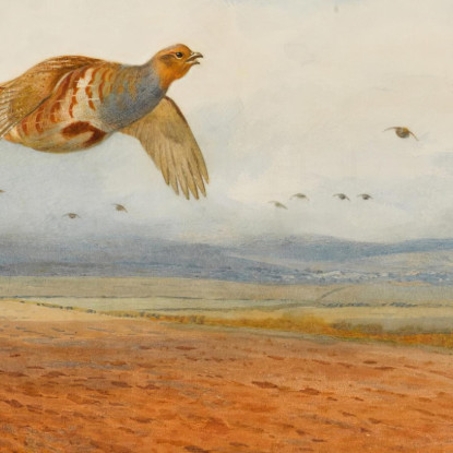Una Covata Di Pernici Grigie In Volo Archibald Thorburn ath2 quadro stampato su tela