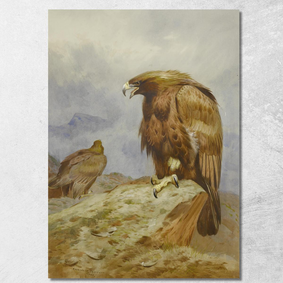 Una Coppia Di Aquile Reali Archibald Thorburn ath9 quadro stampato su tela