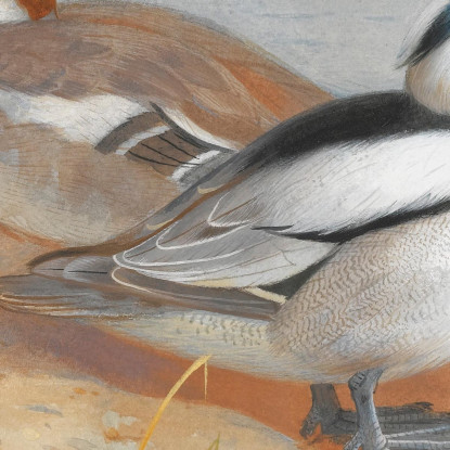 Una Coppia Di Smew Archibald Thorburn ath12 quadro stampato su tela