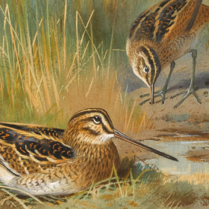 Una Coppia Di Beccaccini (Gallinago Gallinago) Archibald Thorburn ath13 quadro stampato su tela