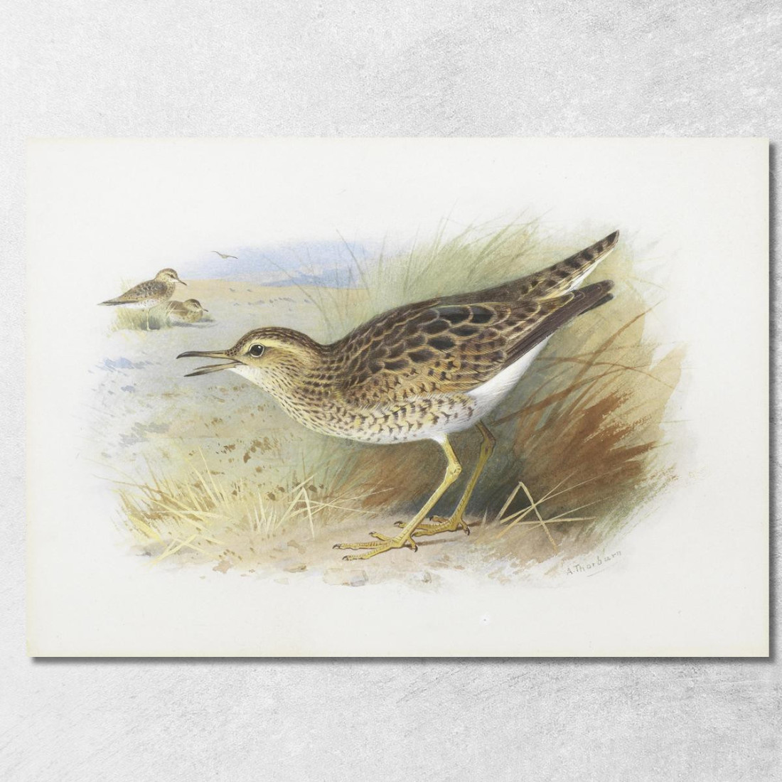 Piviere Di Bartram Archibald Thorburn ath19 quadro stampato su tela