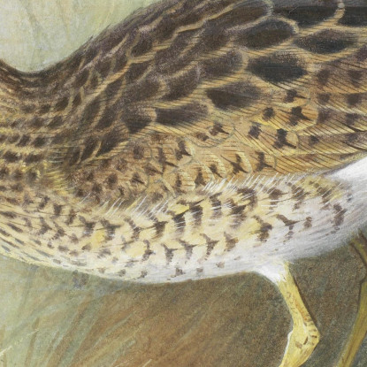Piviere Di Bartram Archibald Thorburn ath19 quadro stampato su tela