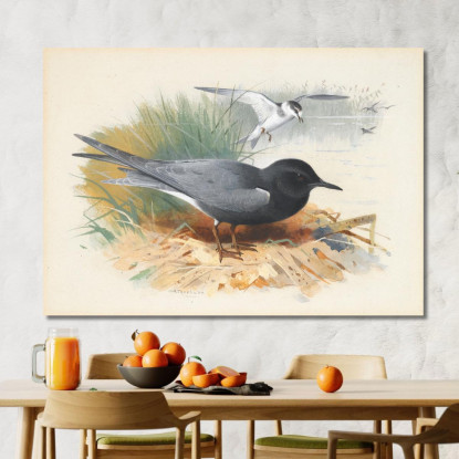 Sterna Nera E Grande Shearwater Archibald Thorburn ath21 quadro stampato su tela