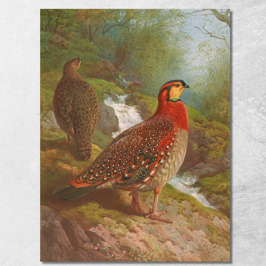 Tragopano Di Blyth Archibald Thorburn ath29 quadro stampato su tela