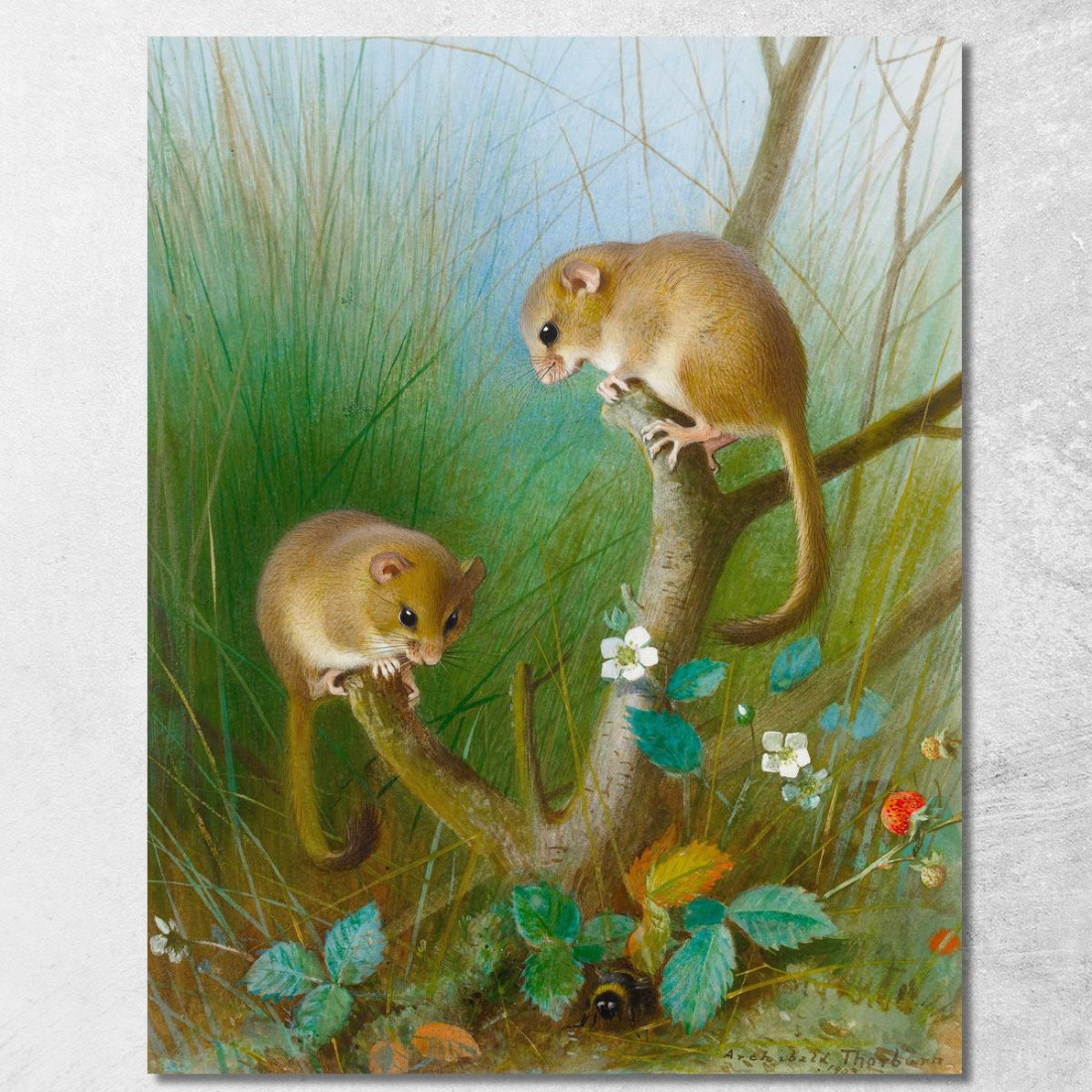 Moscardini Archibald Thorburn ath41 quadro stampato su tela