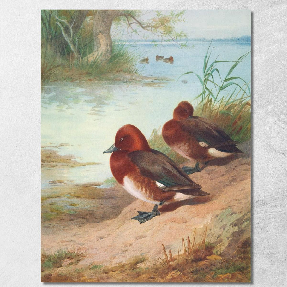Moriglione Ferruginoso Archibald Thorburn ath46 quadro stampato su tela