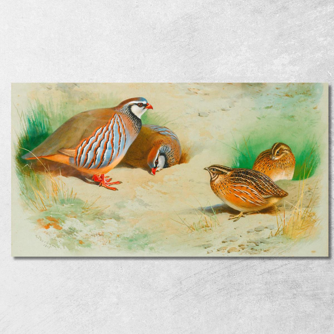 Pernice Francese E Pulcini Archibald Thorburn ath47 quadro stampato su tela