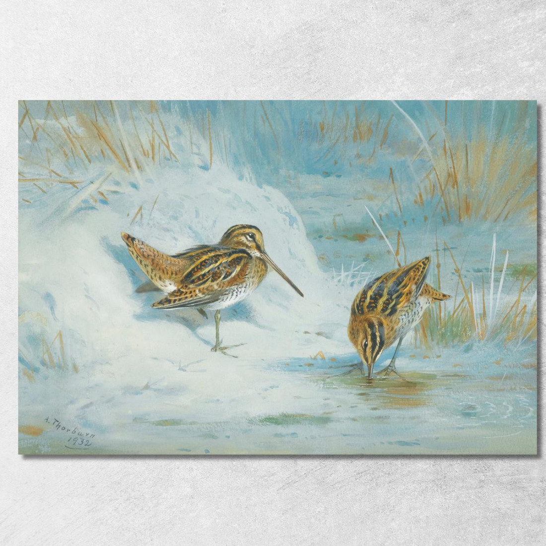 Beccaccino Congelato Archibald Thorburn ath48 quadro stampato su tela