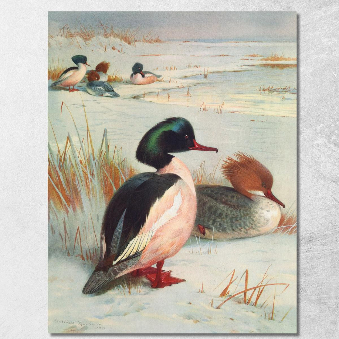 Smergo Maggiore Archibald Thorburn ath50 quadro stampato su tela