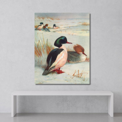 Smergo Maggiore Archibald Thorburn ath50 quadro stampato su tela