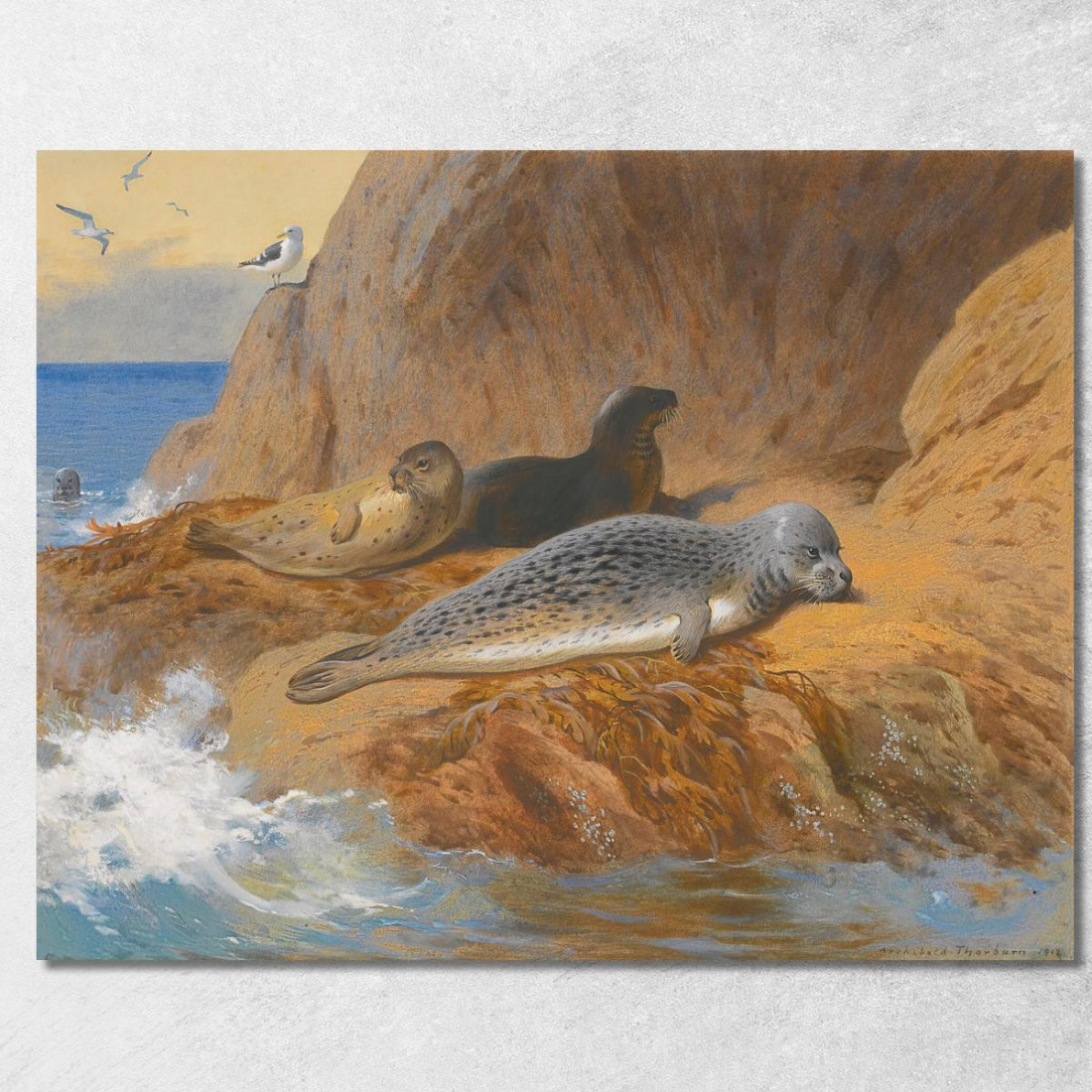 Foche Grigie E Comuni A Riposo Archibald Thorburn ath51 quadro stampato su tela