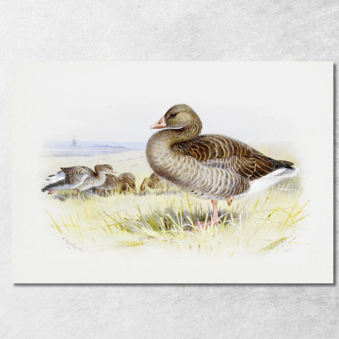 Oca Grigia Archibald Thorburn ath53 quadro stampato su tela