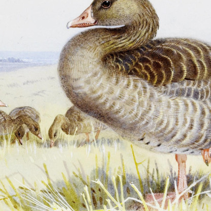 Oca Grigia Archibald Thorburn ath53 quadro stampato su tela