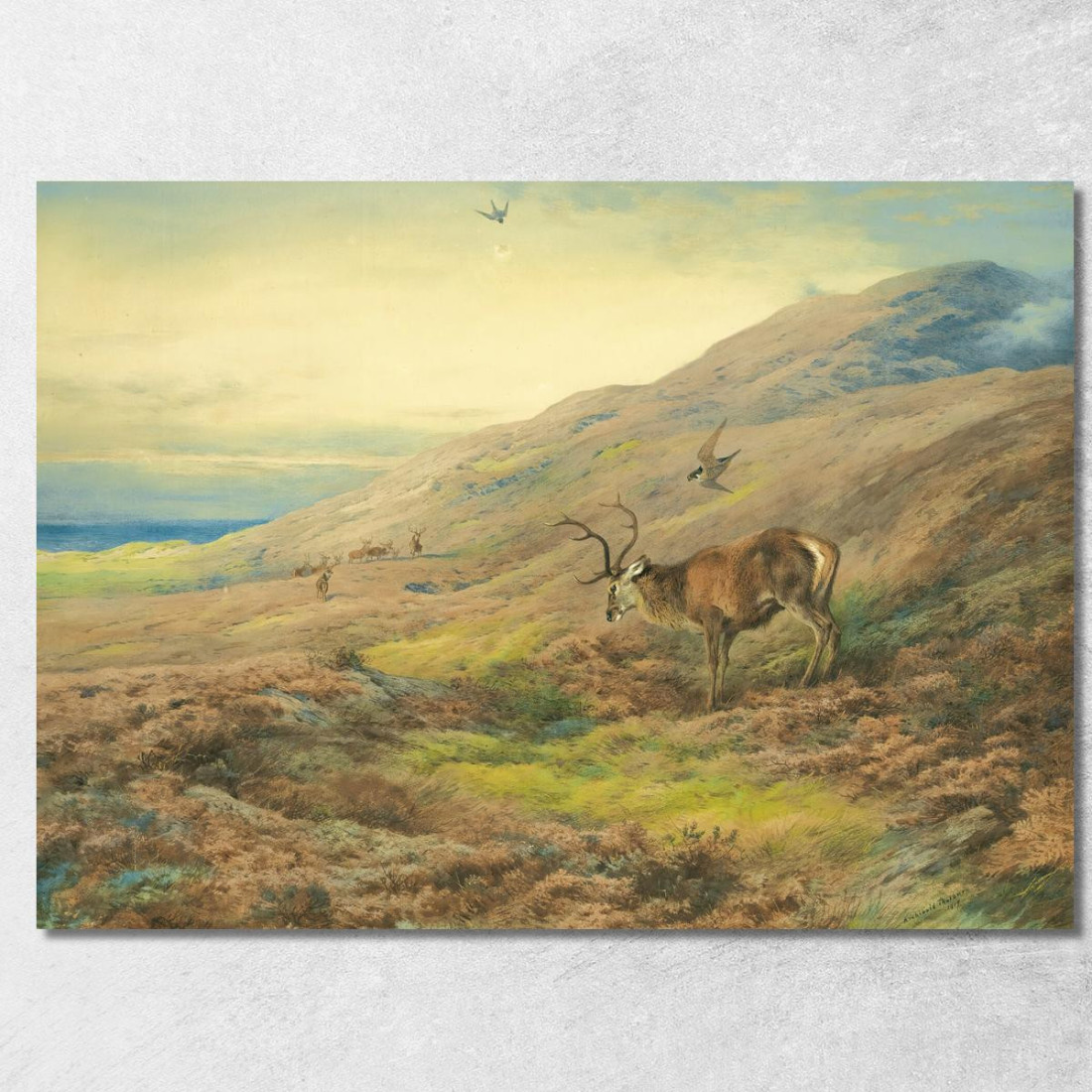 Nelle Highlands: Cervo Rosso Assalito Da Una Coppia Di Falchi Pellegrini Archibald Thorburn ath57 quadro stampato su tela