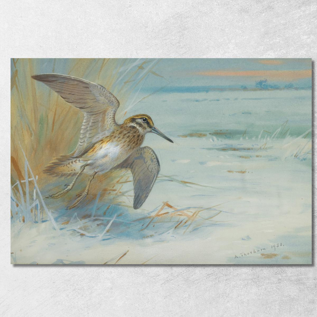 Beccaccino In Decollo Archibald Thorburn ath58 quadro stampato su tela