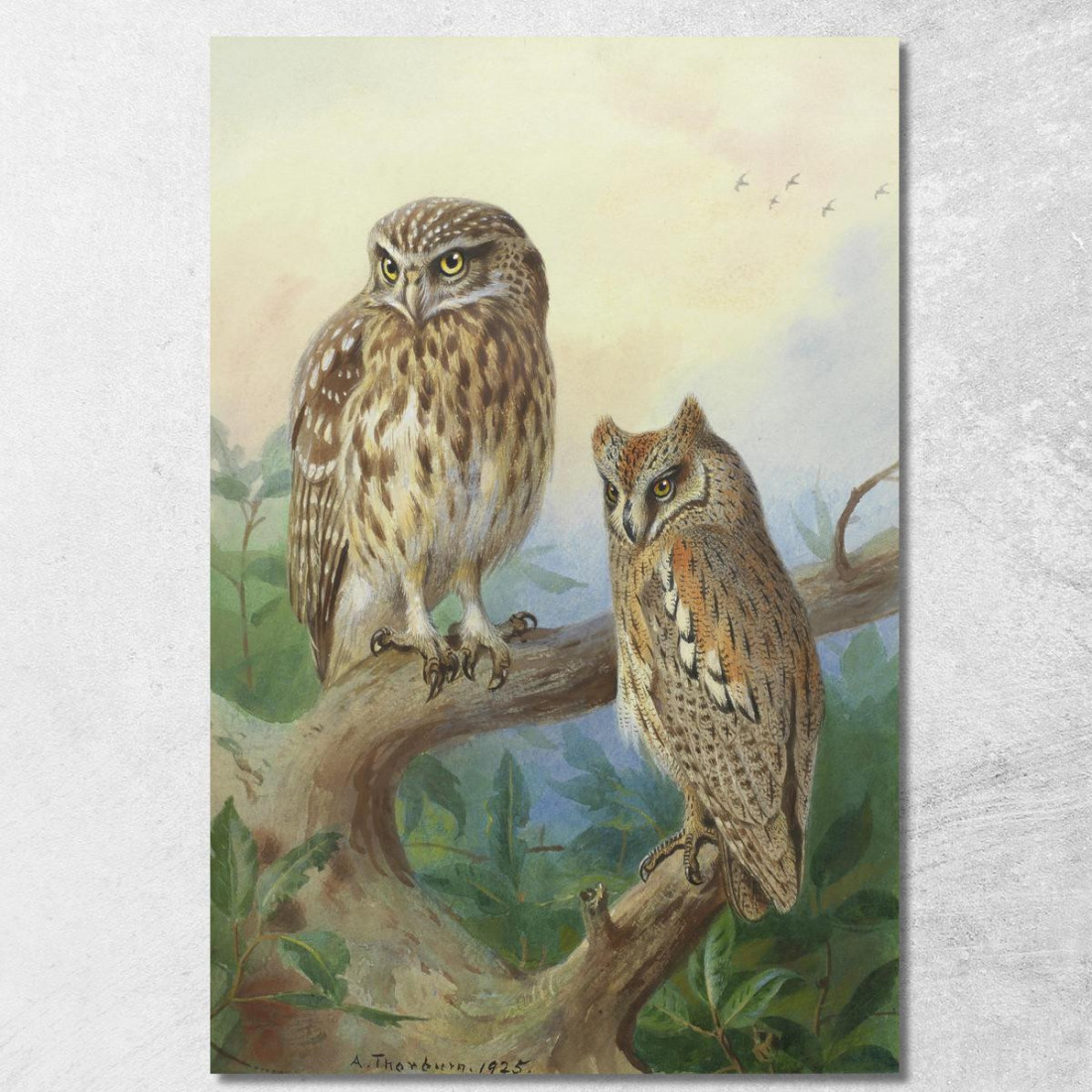 Civetta Nana E Assiolo Archibald Thorburn ath61 quadro stampato su tela