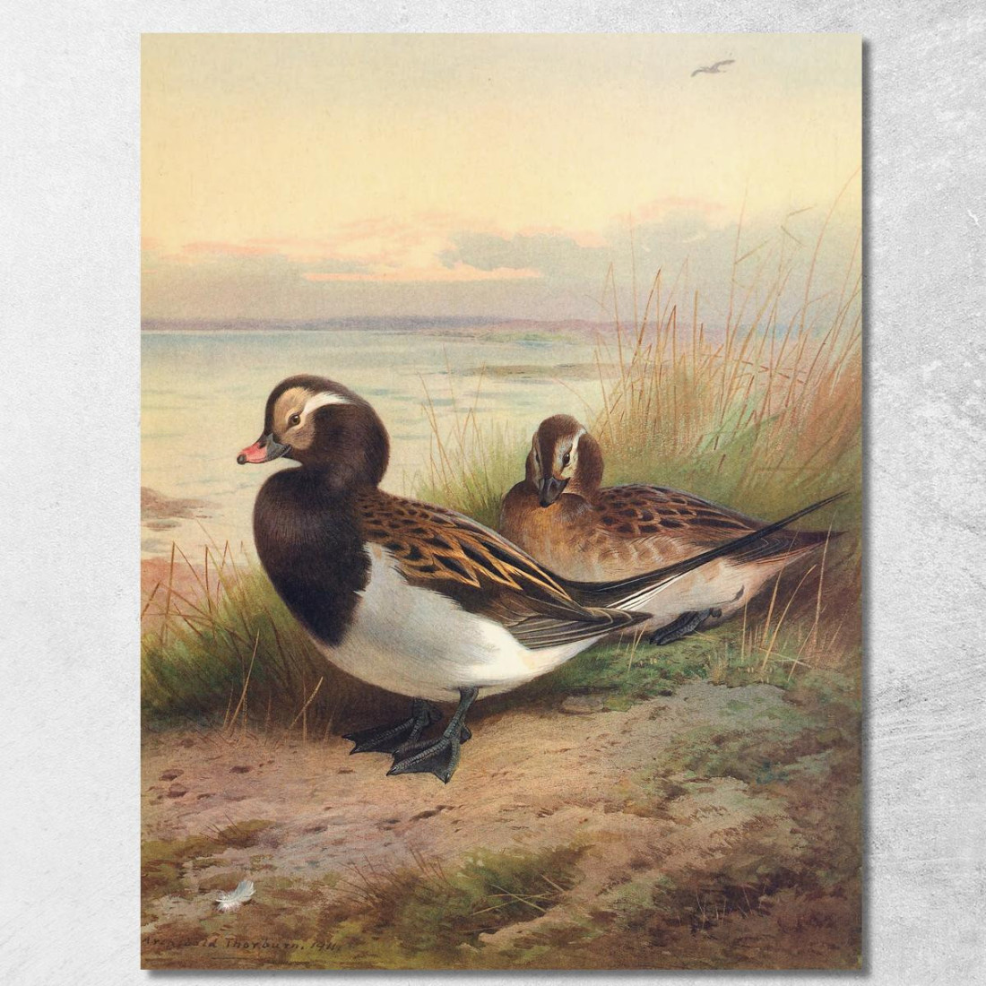 Moretta Codona In Estate Archibald Thorburn ath62 quadro stampato su tela
