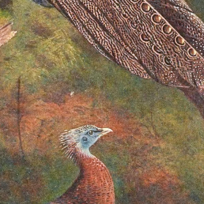 Fagiano Argus Malese Archibald Thorburn ath64 quadro stampato su tela