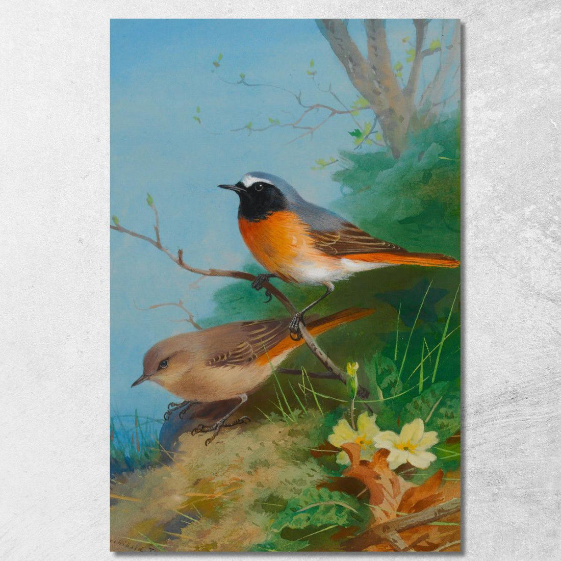 Coppia Di Codirossi Archibald Thorburn ath73 quadro stampato su tela