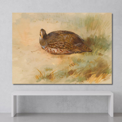 Pernice Archibald Thorburn ath75 quadro stampato su tela