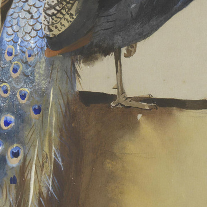 Pavone Archibald Thorburn ath77 quadro stampato su tela