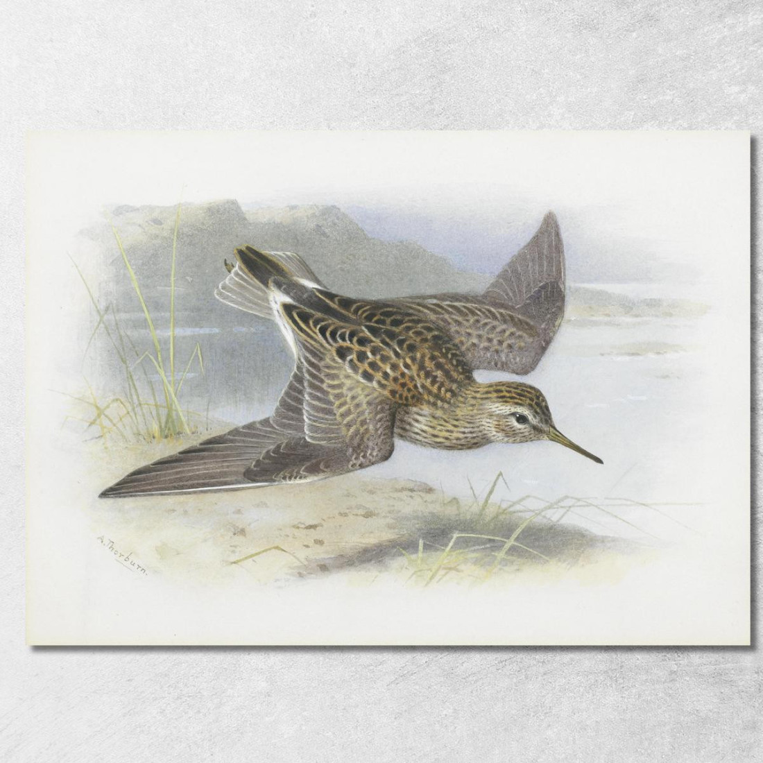 Piro-Piro Pettorale Archibald Thorburn ath78 quadro stampato su tela