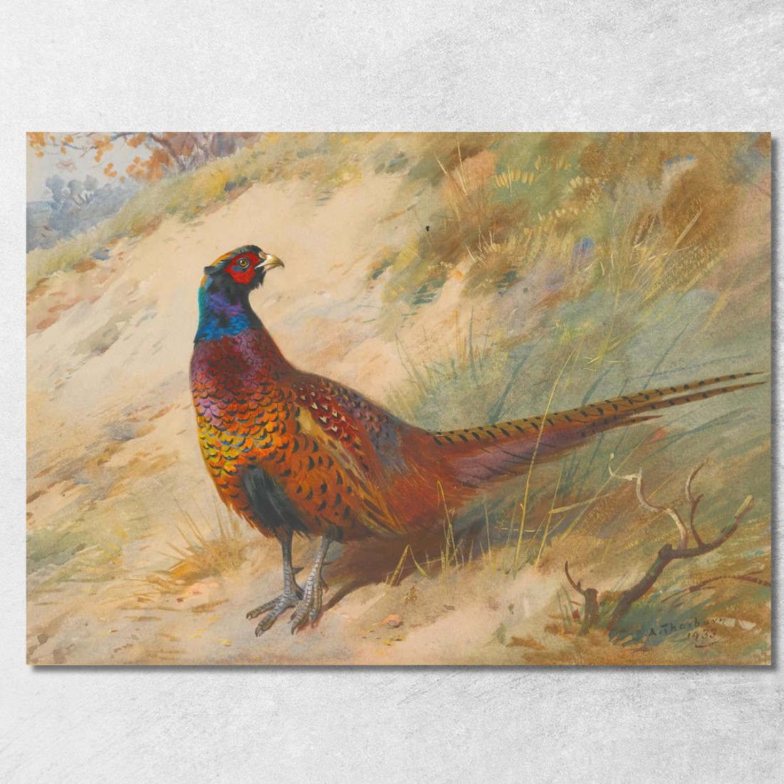 Fagiano Archibald Thorburn ath81 quadro stampato su tela