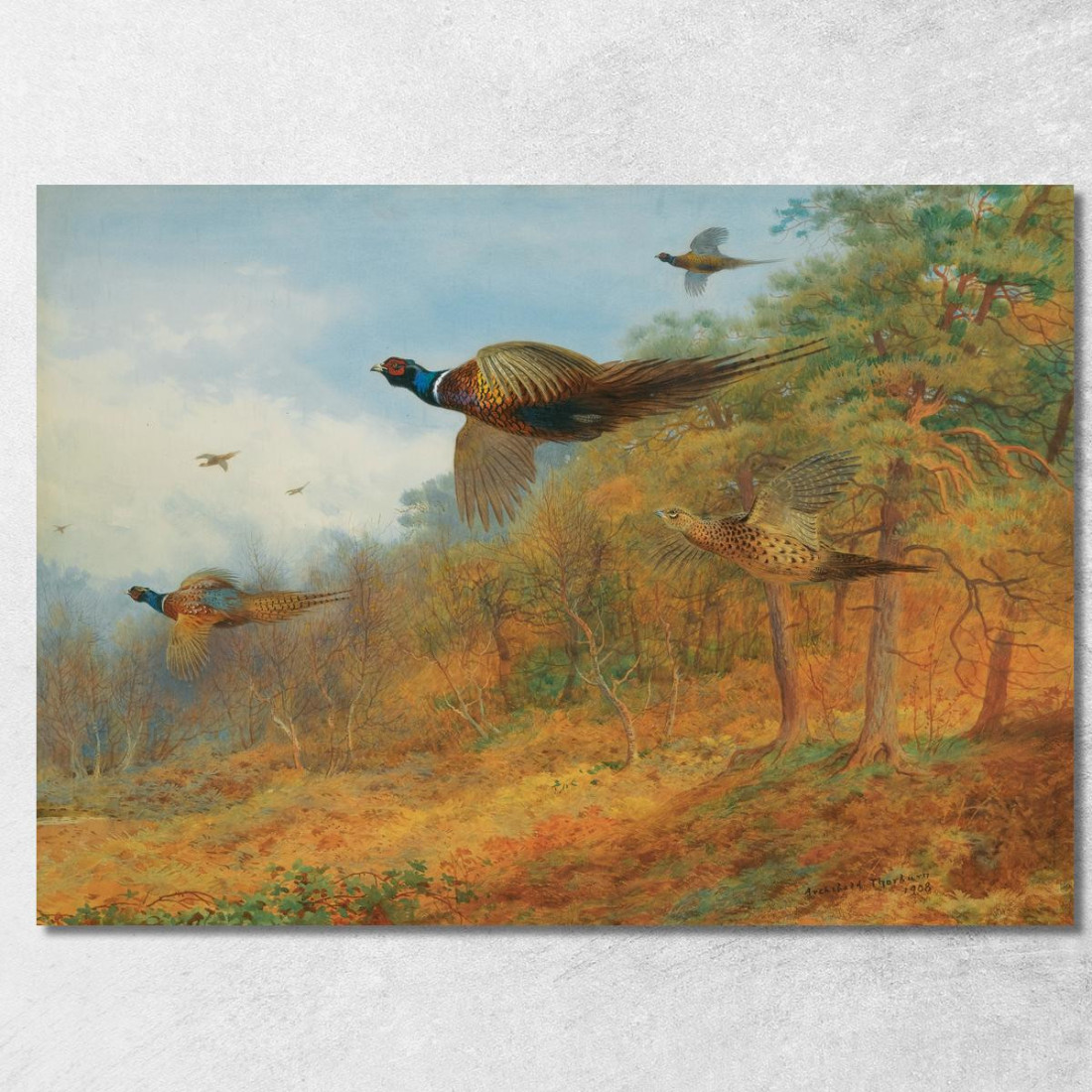 Fagiani Che Escono Dalla Copertura Archibald Thorburn ath82 quadro stampato su tela