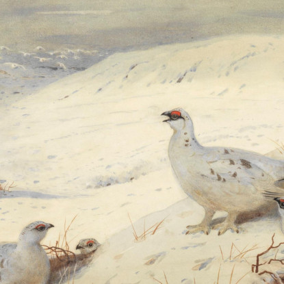 Pernice Bianca In Piumaggio Invernale Archibald Thorburn ath85 quadro stampato su tela