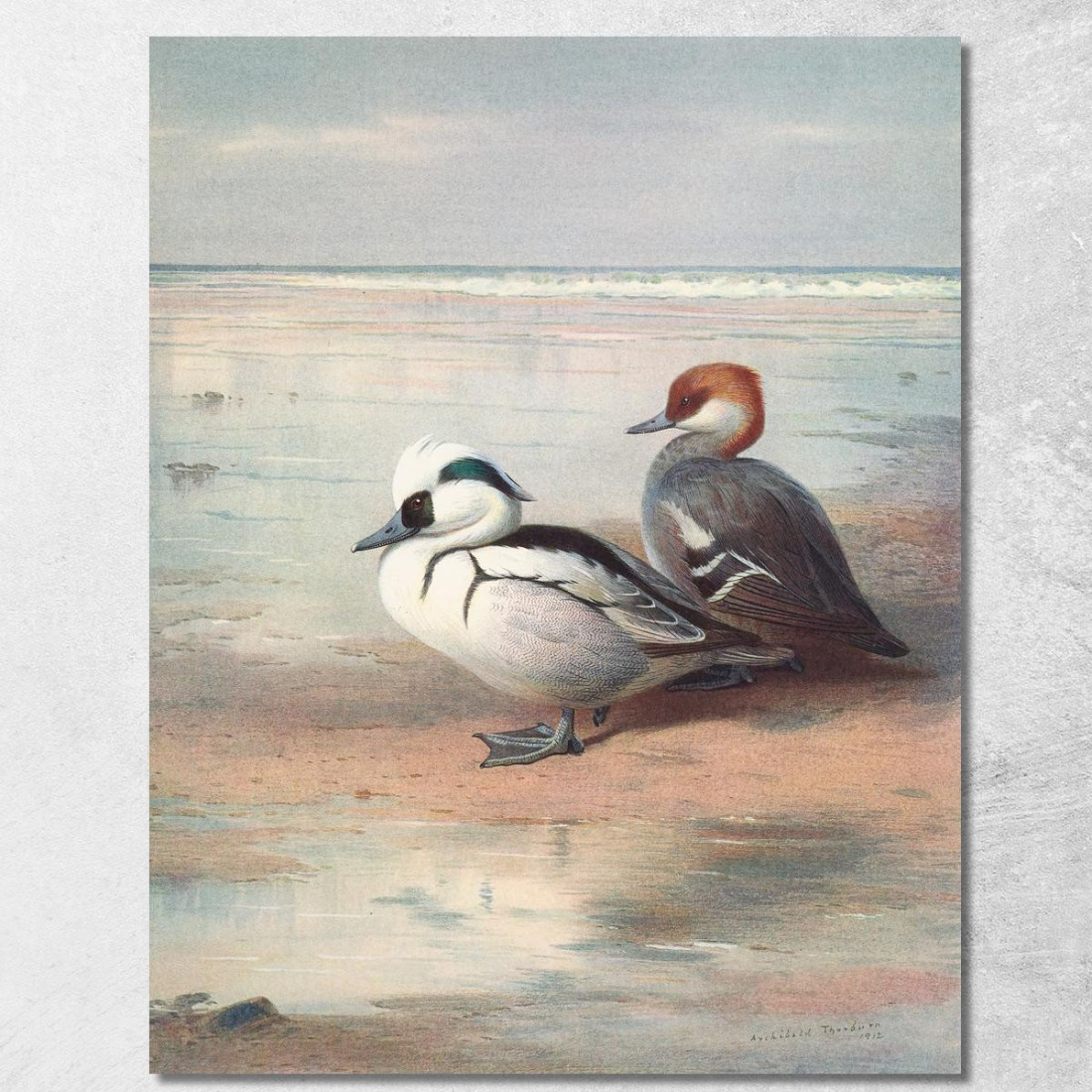 Smergo Minore Archibald Thorburn ath92 quadro stampato su tela