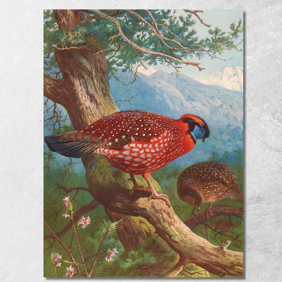 Tragopano Di Temminck Archibald Thorburn ath99 quadro stampato su tela