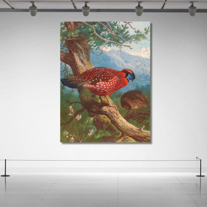 Tragopano Di Temminck Archibald Thorburn ath99 quadro stampato su tela