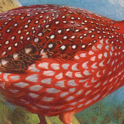 Tragopano Di Temminck Archibald Thorburn ath99 quadro stampato su tela