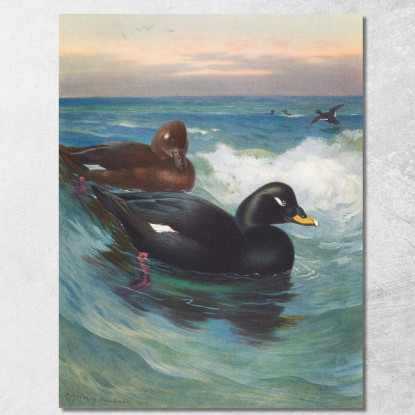 Orco Marino Vellutato Archibald Thorburn ath107 quadro stampato su tela