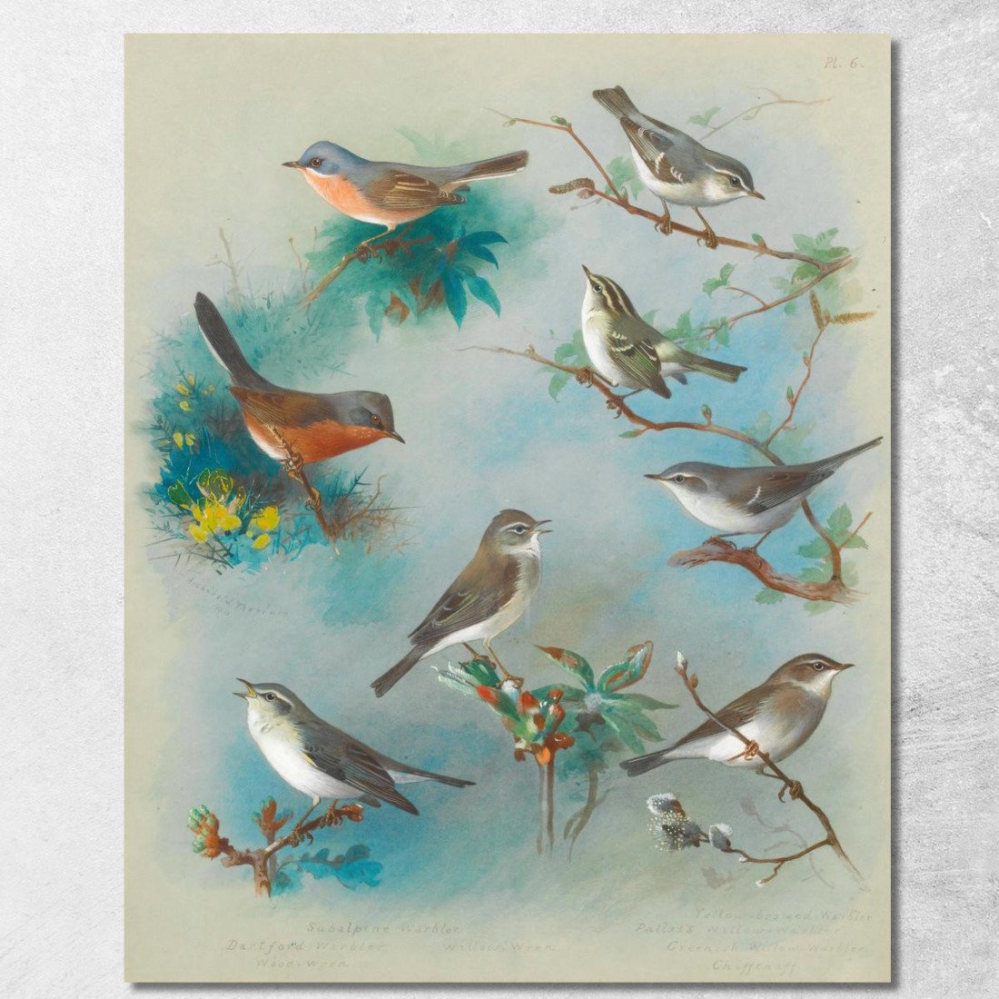 Cannaiola E Scriccioli Archibald Thorburn ath108 quadro stampato su tela