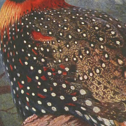 Tragopano Occidentale Archibald Thorburn ath109 quadro stampato su tela