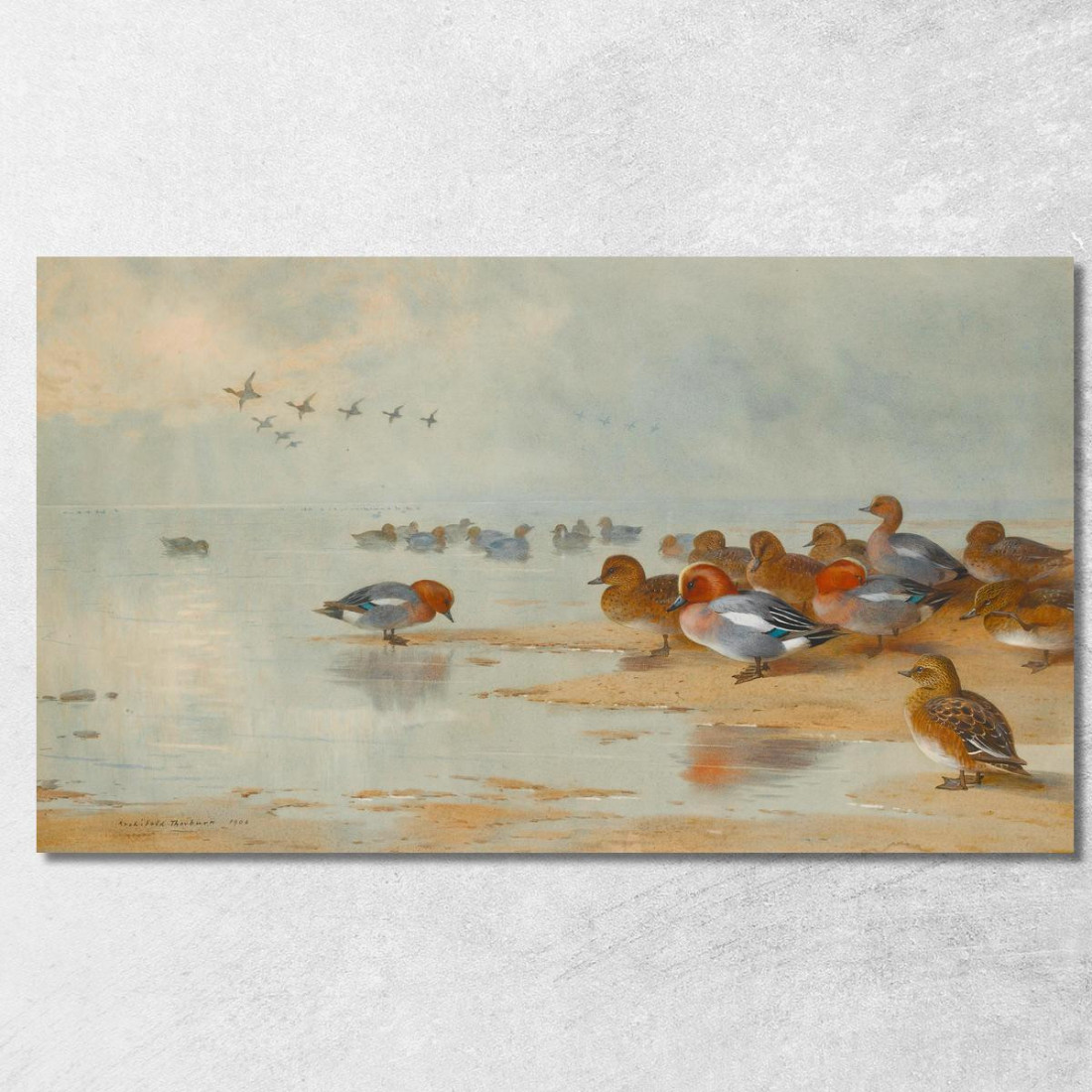 Fischione E Alzavola Sulla Riva Dell'Acqua Archibald Thorburn ath110 quadro stampato su tela