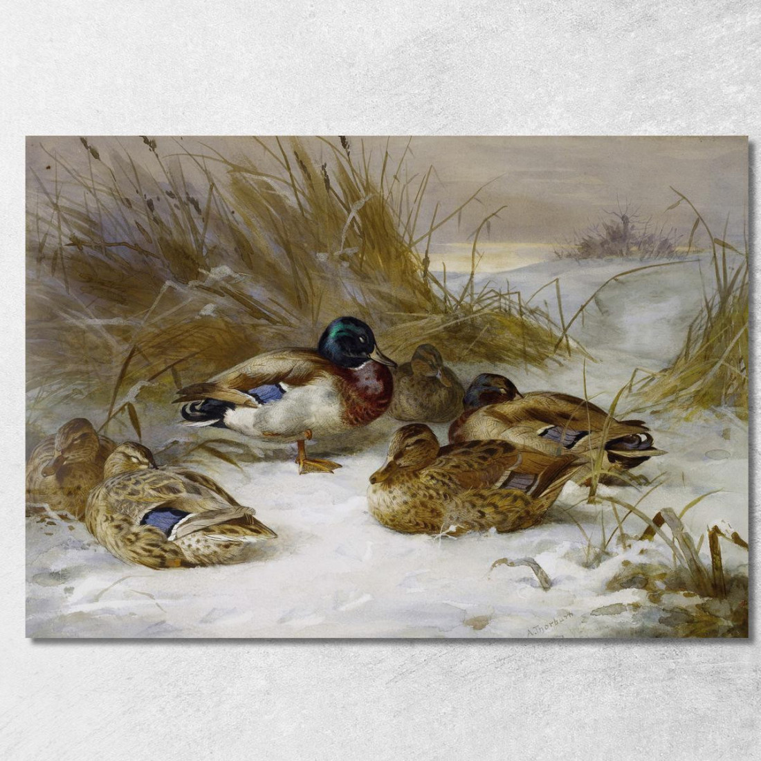 Paesaggio Invernale Con Germano Reale Archibald Thorburn ath111 quadro stampato su tela
