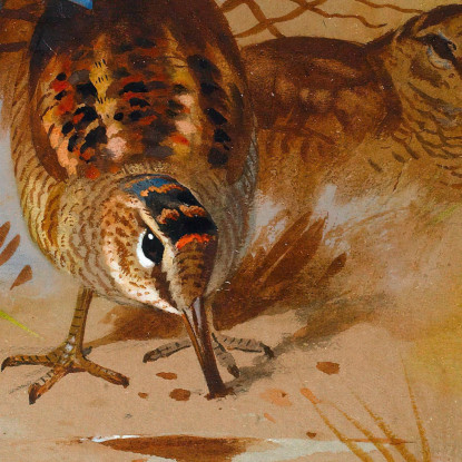 Beccaccia In Una Conca Sabbiosa Archibald Thorburn ath113 quadro stampato su tela