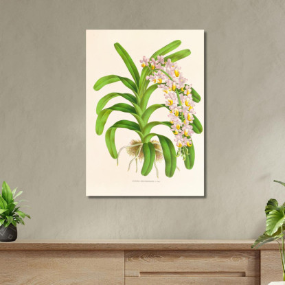 Illustrazioni Botaniche Aerides Reichenbach Jean Jules Linden jjl6 quadro stampato su tela