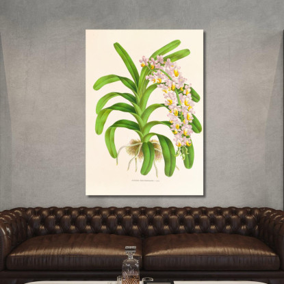Illustrazioni Botaniche Aerides Reichenbach Jean Jules Linden jjl6 quadro stampato su tela