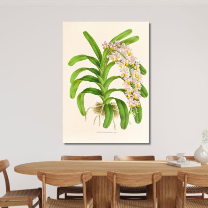 Illustrazioni Botaniche Aerides Reichenbach Jean Jules Linden jjl6 quadro stampato su tela