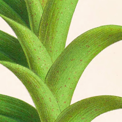 Illustrazioni Botaniche Aerides Reichenbach Jean Jules Linden jjl6 quadro stampato su tela