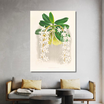 Illustrazioni Botaniche Angraecum Ellisi Jean Jules Linden jjl10 quadro stampato su tela