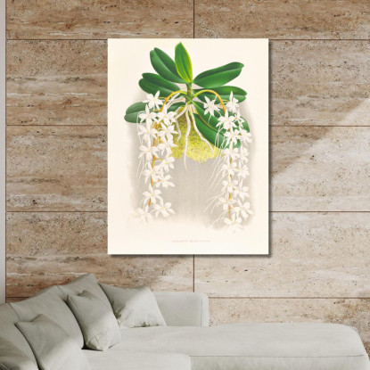 Illustrazioni Botaniche Angraecum Ellisi Jean Jules Linden jjl10 quadro stampato su tela
