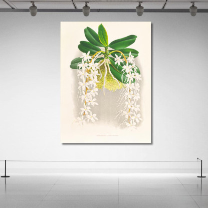 Illustrazioni Botaniche Angraecum Ellisi Jean Jules Linden jjl10 quadro stampato su tela