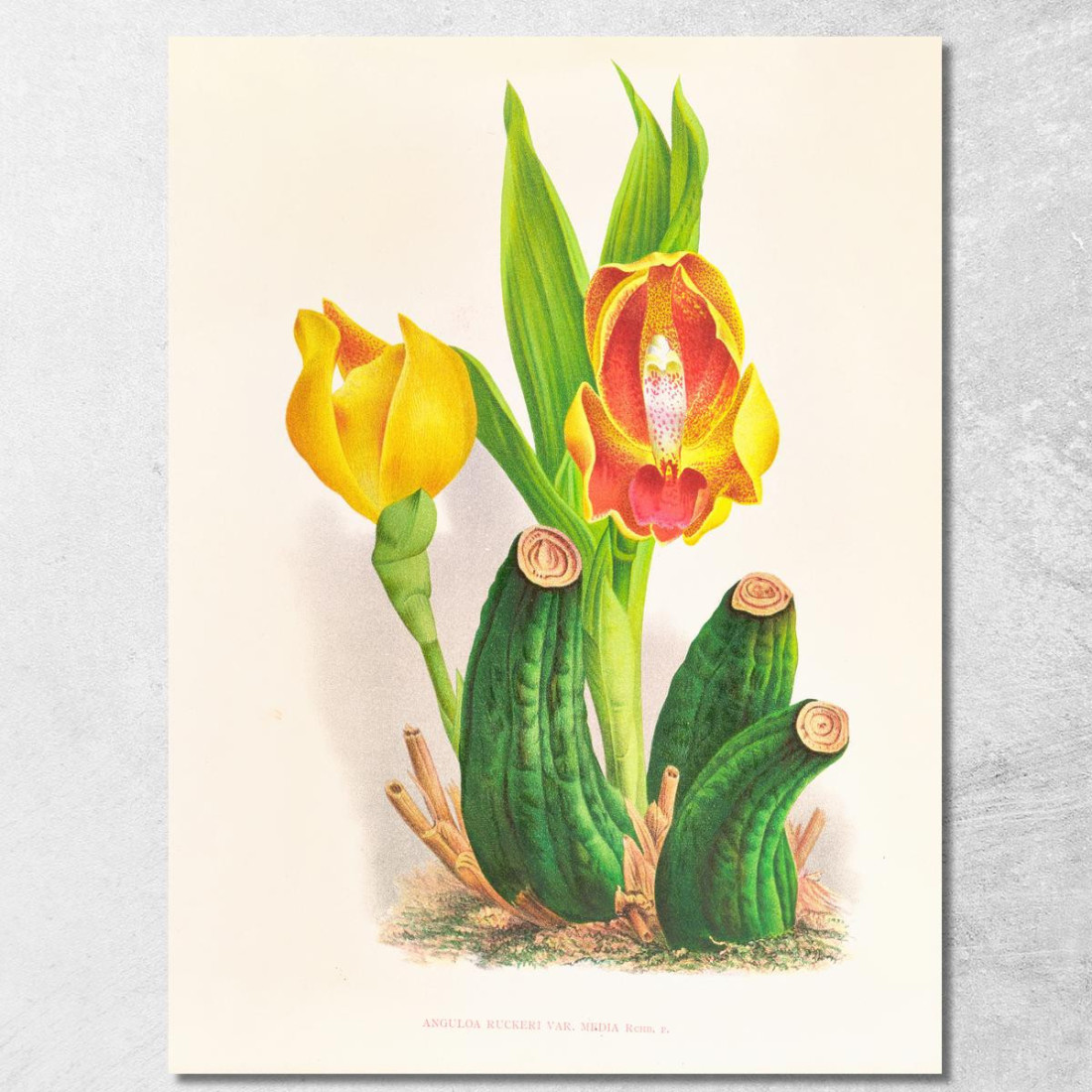 Illustrazioni Botaniche Anguloa Ruckeri Var Media Jean Jules Linden jjl11 quadro stampato su tela
