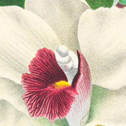 Illustrazioni Botaniche Bifrenaria Harrisoniae Jean Jules Linden jjl13 quadro stampato su tela