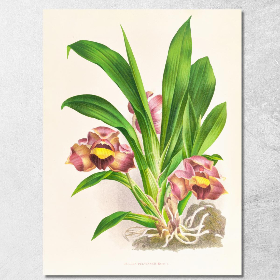 Illustrazioni Botaniche Bollea Pulvinaris Jean Jules Linden jjl15 quadro stampato su tela