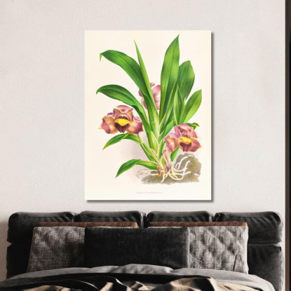 Illustrazioni Botaniche Bollea Pulvinaris Jean Jules Linden jjl15 quadro stampato su tela